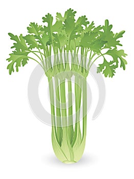 Bunch of celery illustration