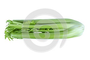 Bunch of celery sticks isolated on the white background. Celery branch bunch isolated on white. Fresh vegetable of celery sticks