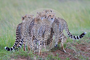 Bunch of Cheetahs photo