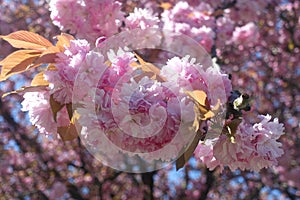 Bunch of cherry blossom photo