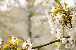 A bunch of cherry blossom lit by the sun