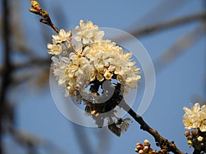 A bunch of cherry blossoms in closeup