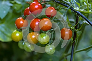 Bunch of Cherry Tomatoes in Various Stages of Ripening