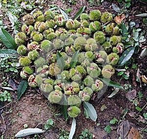 A bunch of chestnuts on the ground - heart shaped