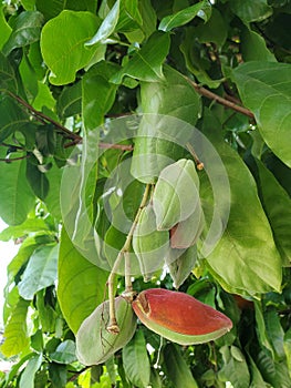 The bunch of Chinese chestnut in Thailand or Castanea mollissima