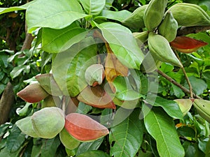 The bunch of Chinese chestnut in Thailand or Castanea mollissima