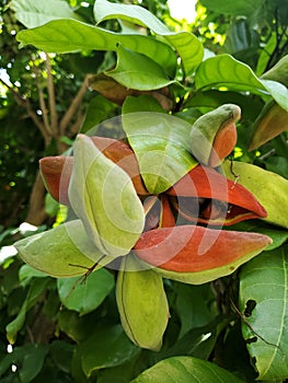 The bunch of Chinese chestnut in Thailand or Castanea mollissima