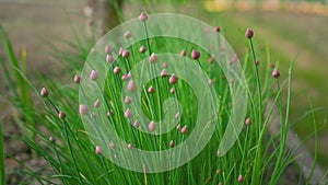 Bunch of chives growing in garden, larger plants, flower bulbs already visible, afternoon sun in background