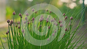 Bunch of chives growing in garden, larger plants, flower bulbs already visible, afternoon sun in background