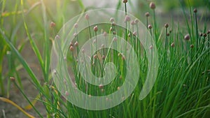 Bunch of chives growing in garden, larger plants, flower bulbs already visible, afternoon sun backlight background, camera slowly