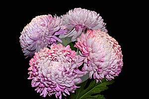 Bunch of Chrysanthemum grandiflorum Ramat.