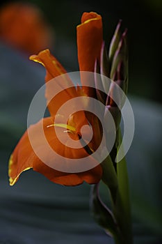 A Bunch of closeup red canna lily flower