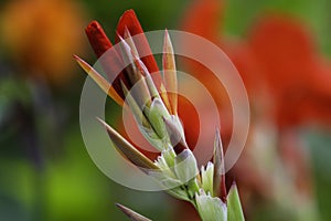 A bunch of closeup red canna lily flower