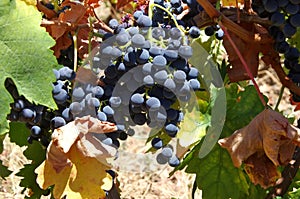 Bunch closeup of red grapes