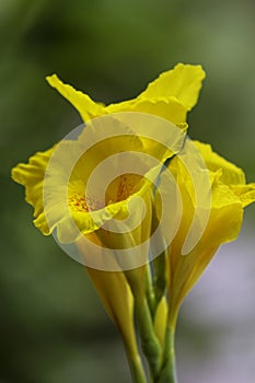 A bunch of closeup yellow canna lily flower