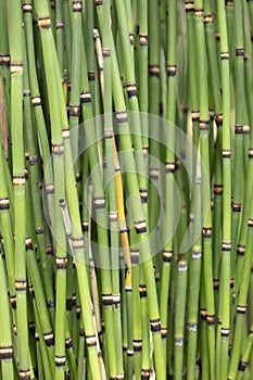Bunch of clumping Japanese Horsetails