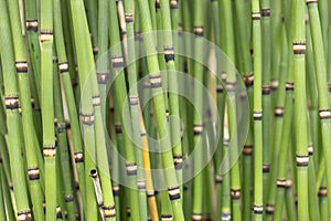 Bunch of clumping Japanese Horsetails