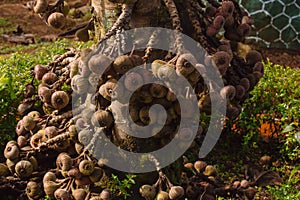 A bunch of cluster fig hanging from a tree in a dense forest