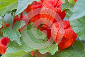 Bunch cluster group of Chinese Lantern flower plants with close up macro distance