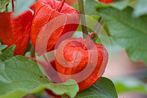 Penacho grupo grupo de chino linterna flor plantas de cerca distancia 