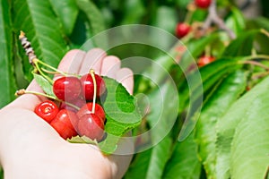 Bunch cluster of ripe red cherries and green leaves in female pa