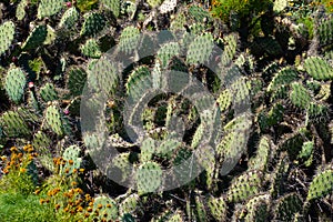 Bunch of coastal prickly pear, Opuntia littoralis. California, USA.