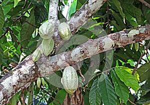 Bunch of Cocoa Pods in Tree