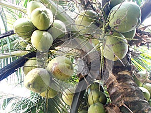 Bunch of coconut