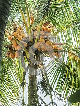 BUNCH OF COCONUT FRUITS GROWING ON THE TREE.