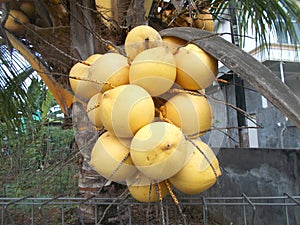 Bunch of coconut king yellow fuits