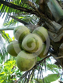 Bunch of coconut at the tree