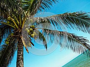 Bunch coconut tree on a beach in Thailand