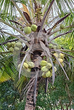 A bunch of coconuts in a coconut tree