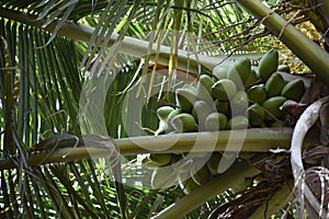 Bunch of coconuts growing from coconut tree