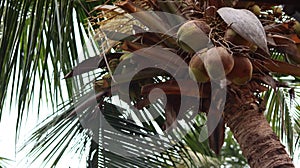 Bunch of Coconuts hanging in the Coconut tree