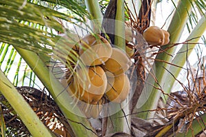 A bunch of coconuts hanging from a tree