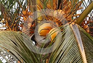 A bunch of coconuts hanging from a tree