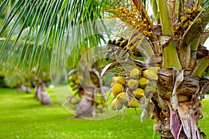 A bunch of coconuts ripening on a dwarf coconut tree on the Big Island of Hawaii