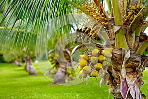 A bunch of coconuts ripening on a dwarf coconut tree on the Big Island of Hawaii photo