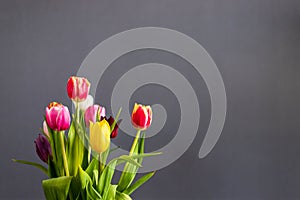 A bunch of coloful tulips in front of a grey wall with copy space