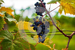 Bunch of colored grapes hanging on Italian vineyard