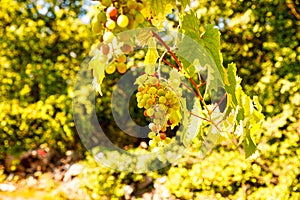Bunch of colored grapes hanging on vineyard