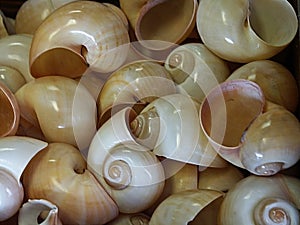 Moon shells