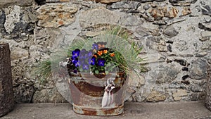 Bunch of colorful pansies or violas with grass in iron bucket near stone wall. Colorful blooming flowers garden