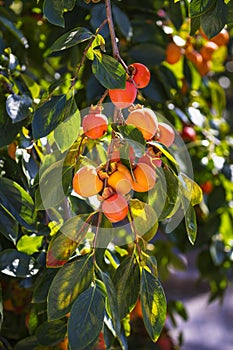 A Bunch of colorful persimmon fruits Cachi frutta In Italian Name Rome Italy photo