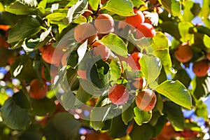A Bunch of colorful persimmon fruits photo