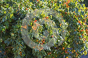 A Bunch of colorful persimmon fruits on the tree