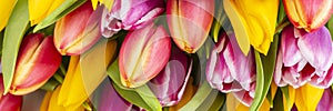 bunch of colorful tulip flowers