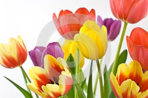 Bunch of colorful tulips