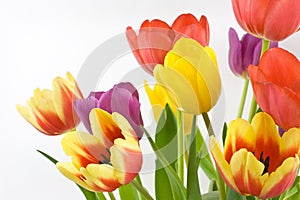 Bunch of colorful tulips